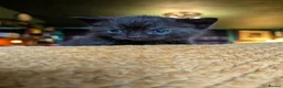 Mixed Breed cats for sale: Beautiful kittens ready for new homes NOW! in King's Lynn - Advert 36