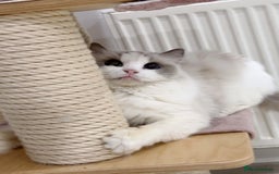 Ragdoll cats for sale: TICA 6 years old former breeding queen  - Advert 2