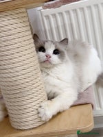 Ragdoll cats TICA 6 years old former breeding queen - Advert 8