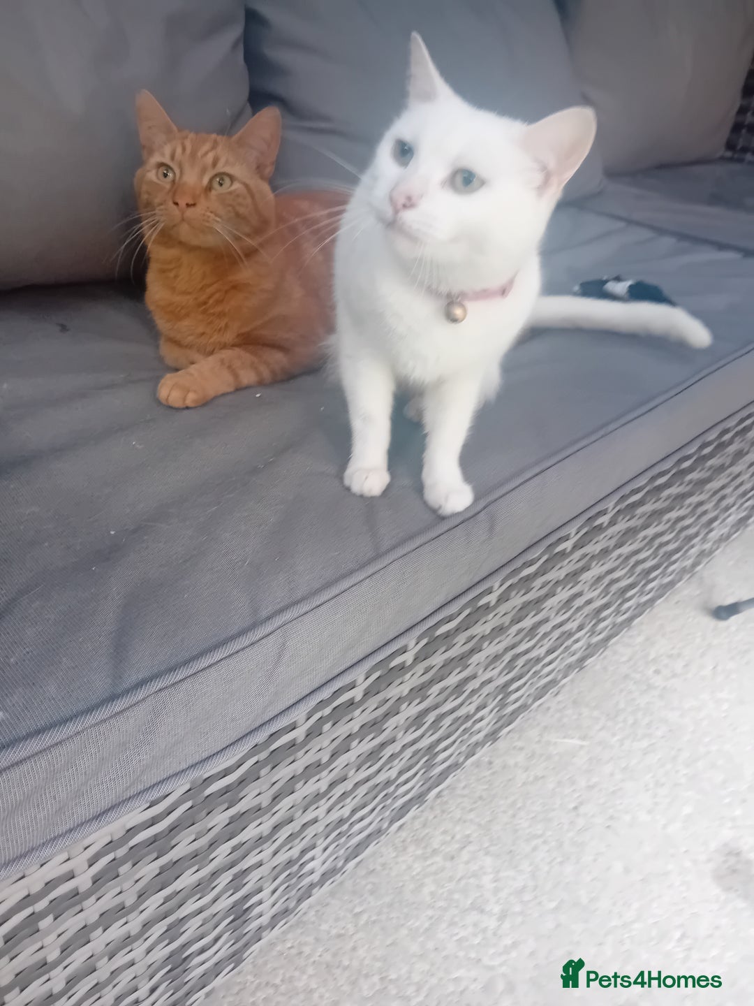 Mixed Breed cats for sale: Kittens  - Image 3