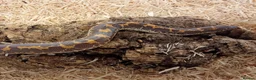 Boa Snake reptiles for sale: Beautiful, Juvenile, Captive-Bred Kenyan Sand Boas - Advert 10