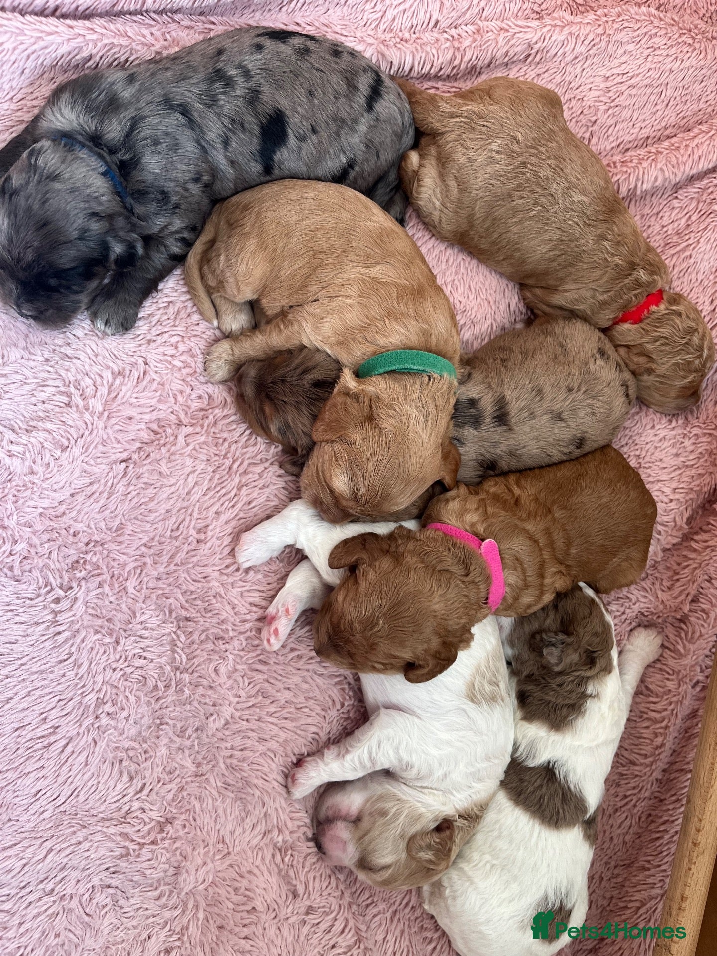 Cavapoo dogs Beautiful cavapoo puppies 🐶 - Advert 18