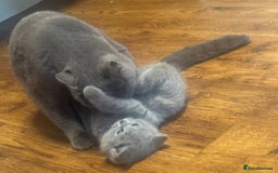 British Shorthair cats for sale: 🐾 British Shorthair Kittens 🐾 - Image 11