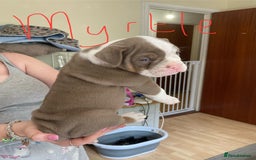 Olde English Bulldogge dogs for sale: Old English bulldog puppies - Image 16