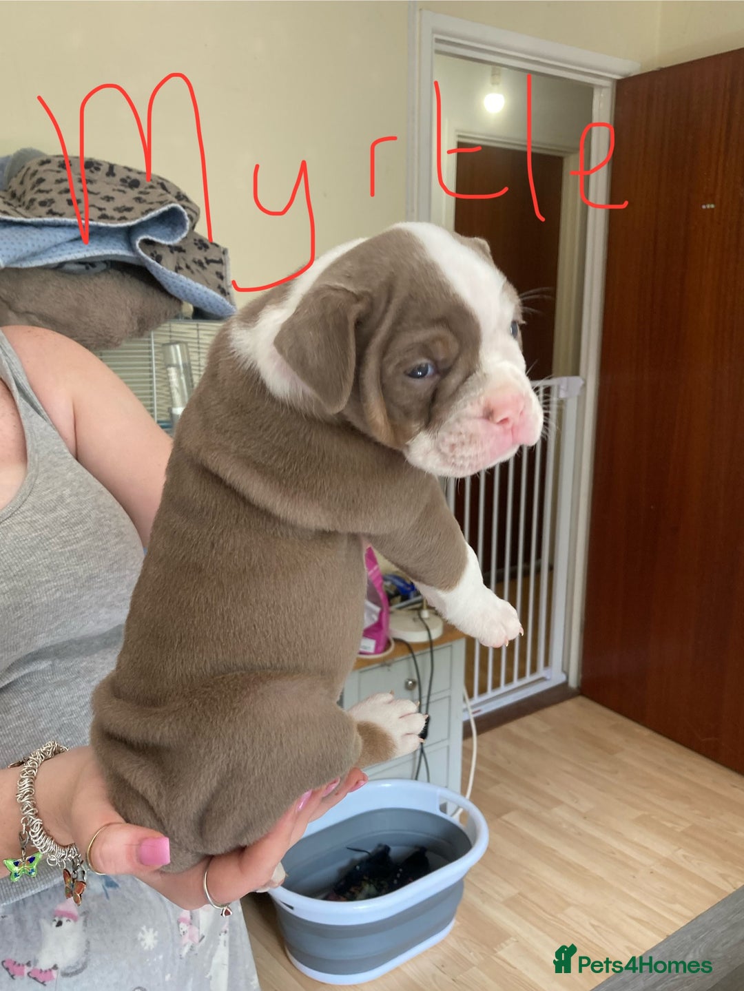 Olde English Bulldogge dogs for sale: Old English bulldog puppies - Image 16