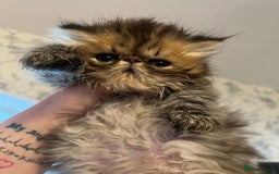 Persian cats for sale: Gorgeous Persians gccf registered pkd neg   - Image 4