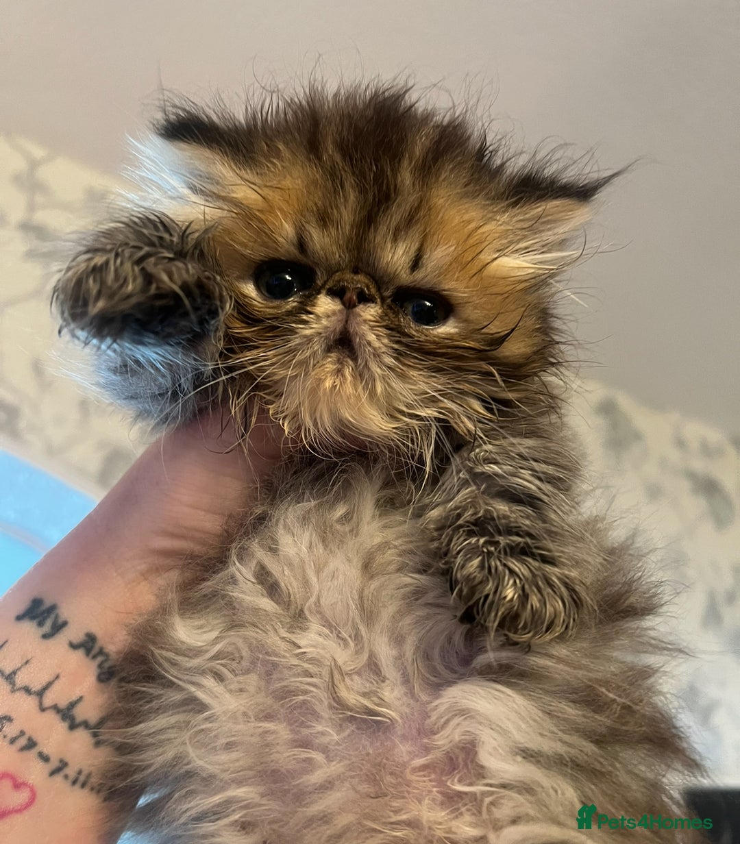 Persian cats for sale: Gorgeous Persians gccf registered pkd neg   - Image 4