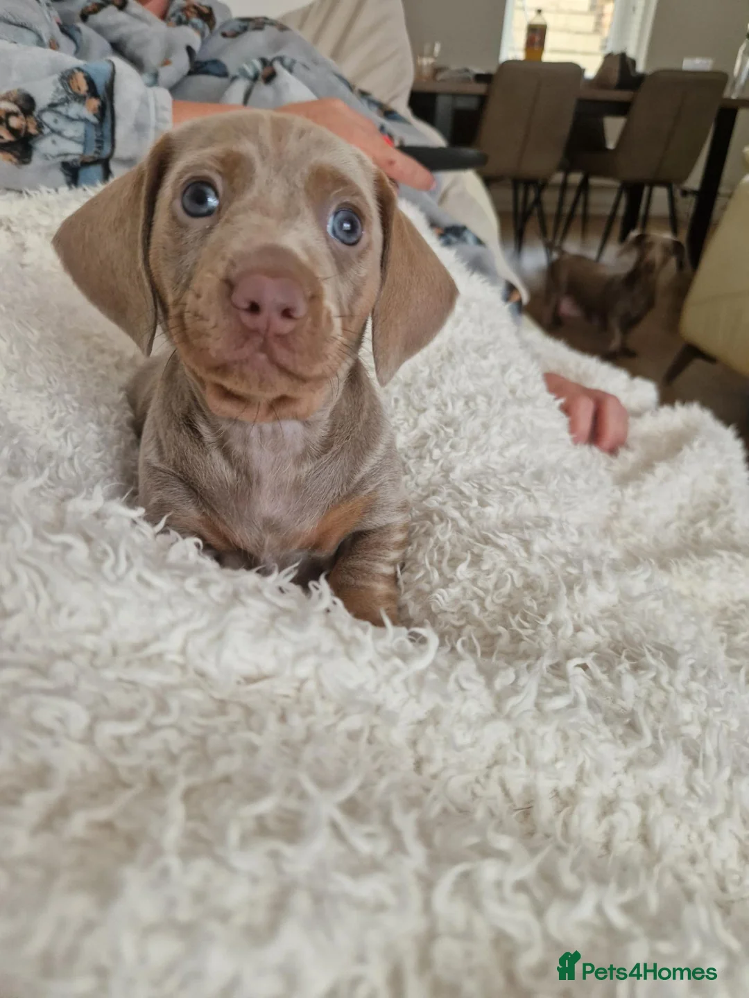 Miniature Dachshund dogs for sale: 3 female minature dachshund puppies  - Advert 10