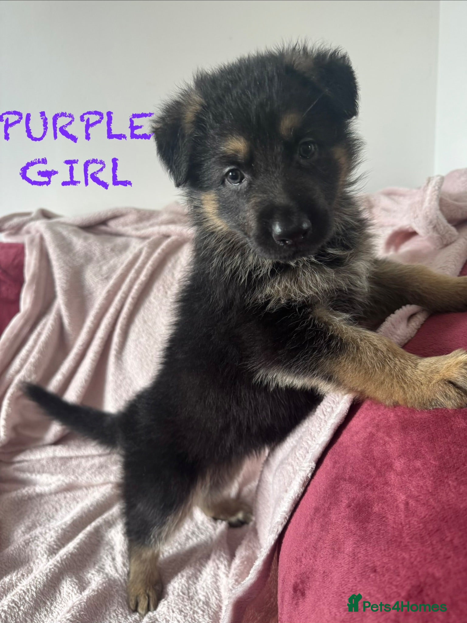 German Shepherd dogs Stunning Family Raised German Shepherd Puppies - Advert 5