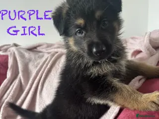 German Shepherd dogs Stunning Family Raised German Shepherd Puppies - Advert 5
