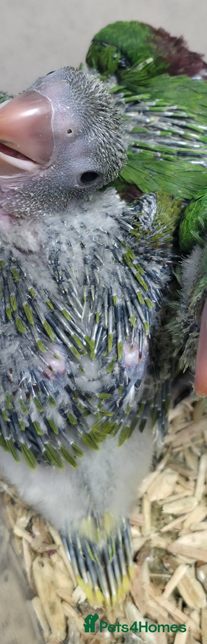 Parakeets birds proven pair Alexanderine gives olive chiks - Advert 20