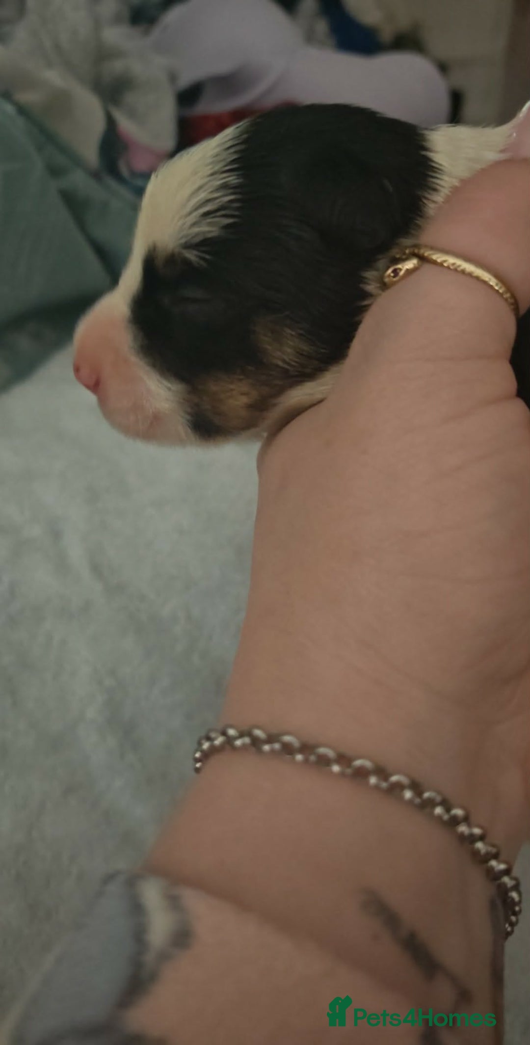 Border Collie dogs for sale: Border Collie Puppies  - Advert 3