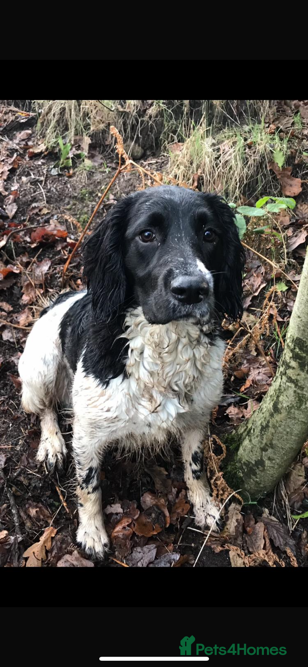 English Springer Spaniel dogs for stud: FULLY HEALTH TESTED BLACK AND WHITE SPRINGER. in Market Drayton - Advert 8