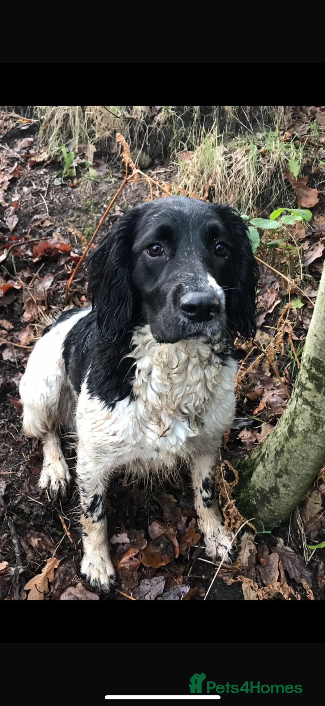 English Springer Spaniel dogs for stud: FULLY HEALTH TESTED BLACK AND WHITE SPRINGER. in Market Drayton - Advert 8