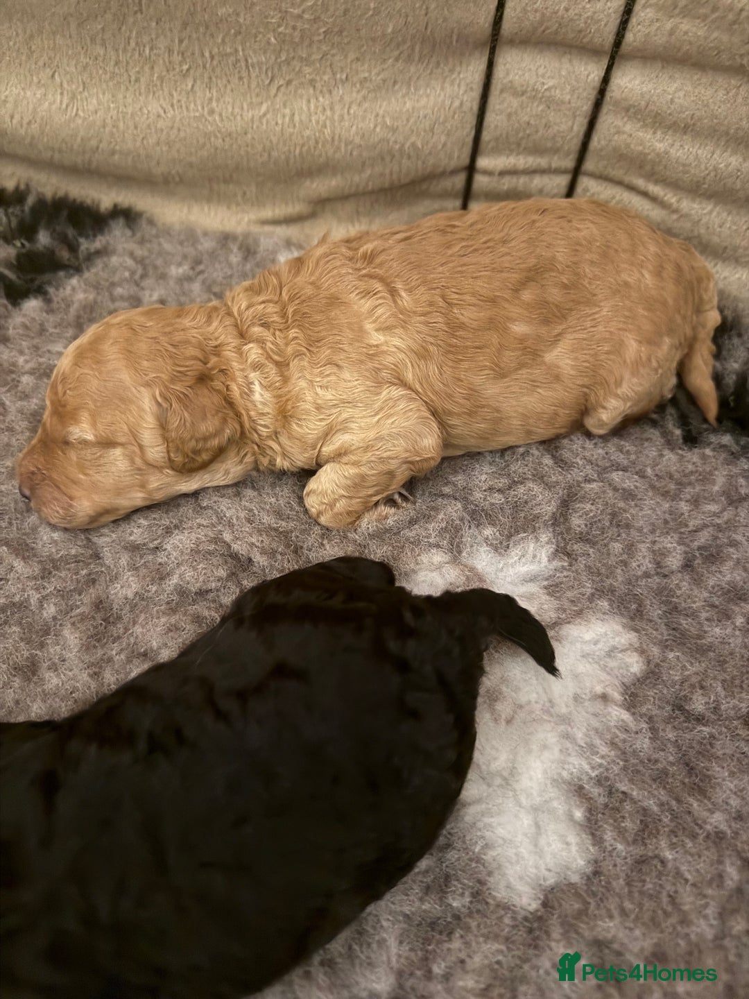 Cockapoo dogs for sale: Cockapoos Puppies  - Image 2