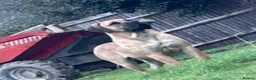 Boerboel dogs for sale: South African boerboel - Advert 14