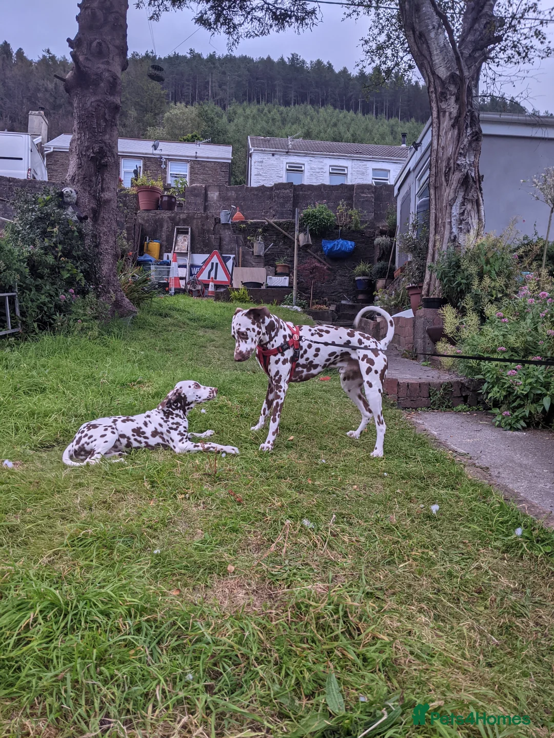 Dalmatian dogs for stud: Dalmatian stud. blue eyed Liver Spot/PROVEN in Bridgend - Advert 15