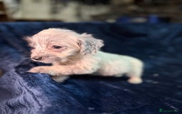 Mixed Breed dogs for sale: 3/4 spaniels 1/4 jack Russel puppy’s 🩷 - Image 27