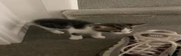 Mixed Breed cats for sale: Beautiful mixed American Kittens  - Advert 4