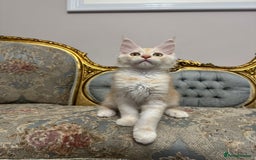 Maine Coon cats for sale: Maine Coon Kittens with Elite Heritage 🌟🌟🌟🌟🌟 - Image 4