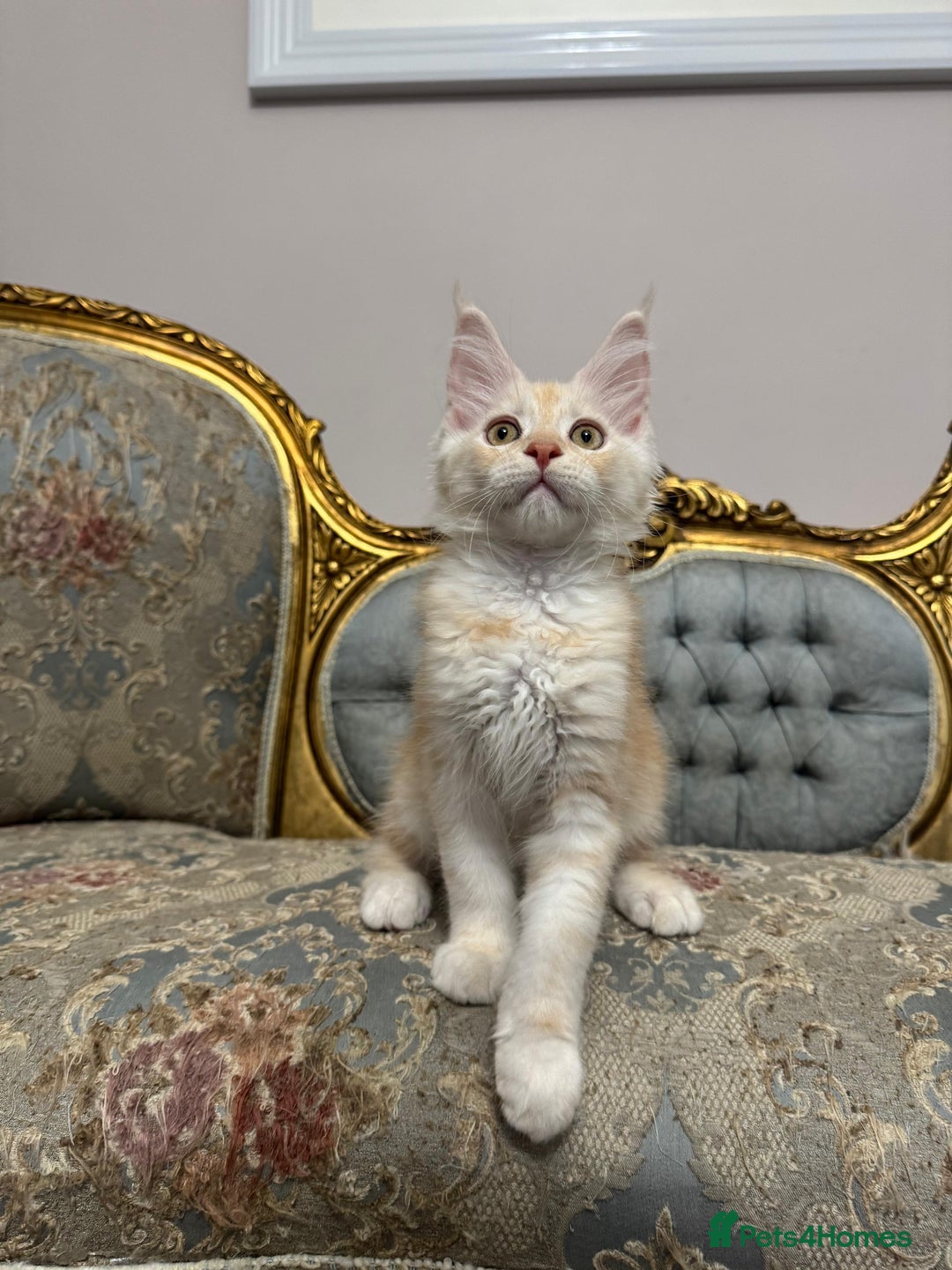 Maine Coon cats for sale: Maine Coon Kittens with Elite Heritage 🌟🌟🌟🌟🌟 - Image 4