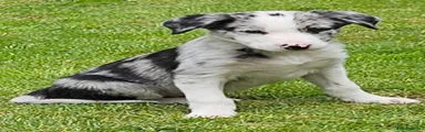 Border Collie Puppy 1