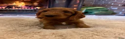 Cockapoo dogs for sale: Beautiful cockapoos for sale  - Advert 12