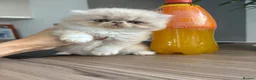 Persian cats for sale: Beautiful Persian kittens - Advert 8