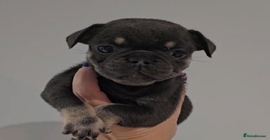 Frug dogs - Advert 5