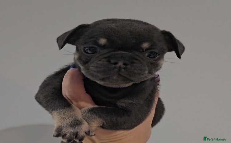 Frug dogs - Advert 1