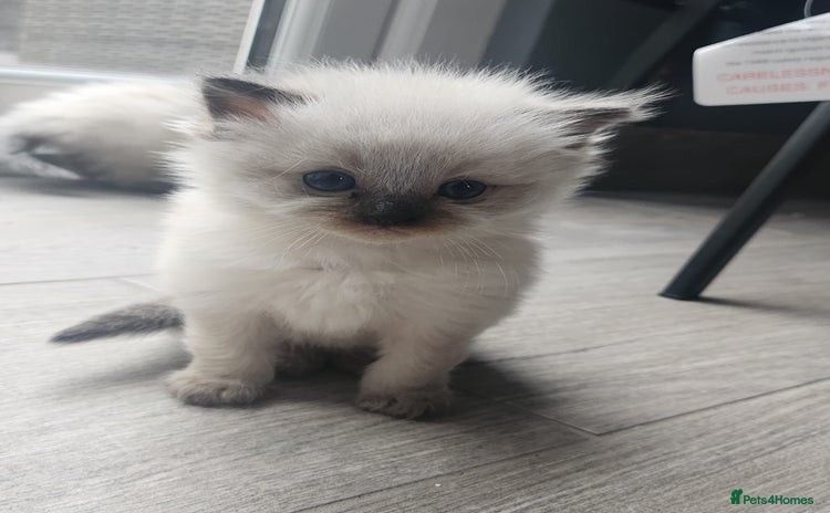 Ragdoll cats - Advert 1