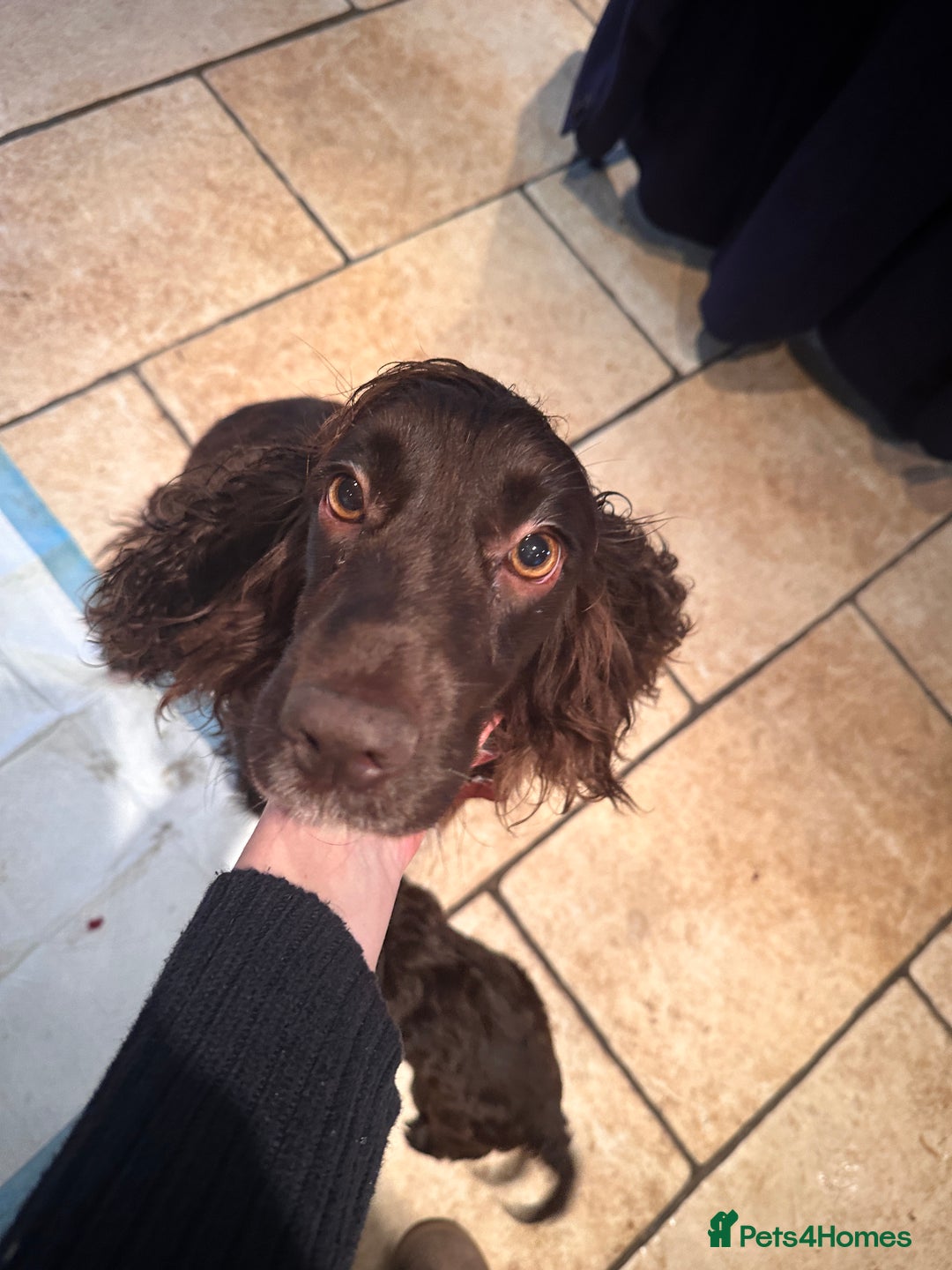 Cockapoo dogs for sale: Top Quality F1 Teddy Bear Cockapoo puppies - Image 4