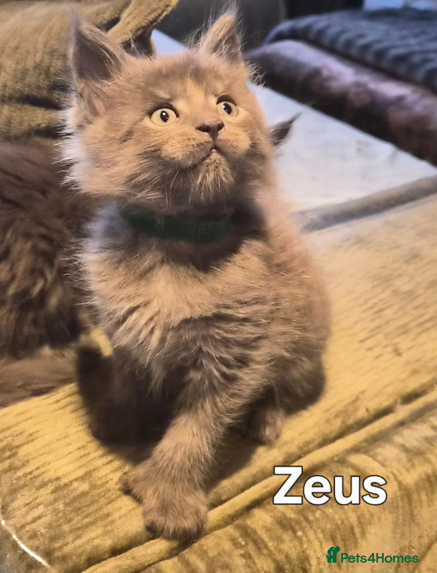 Maine Coon cats Maine coon pedigree kittens  - Advert 3