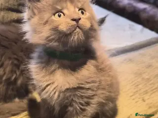 Maine Coon cats Maine coon pedigree kittens - Advert 3