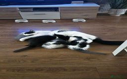 Mixed Breed cats for sale: 4 adorable kittens — 2 boys girls and 2 girls. - Image 16