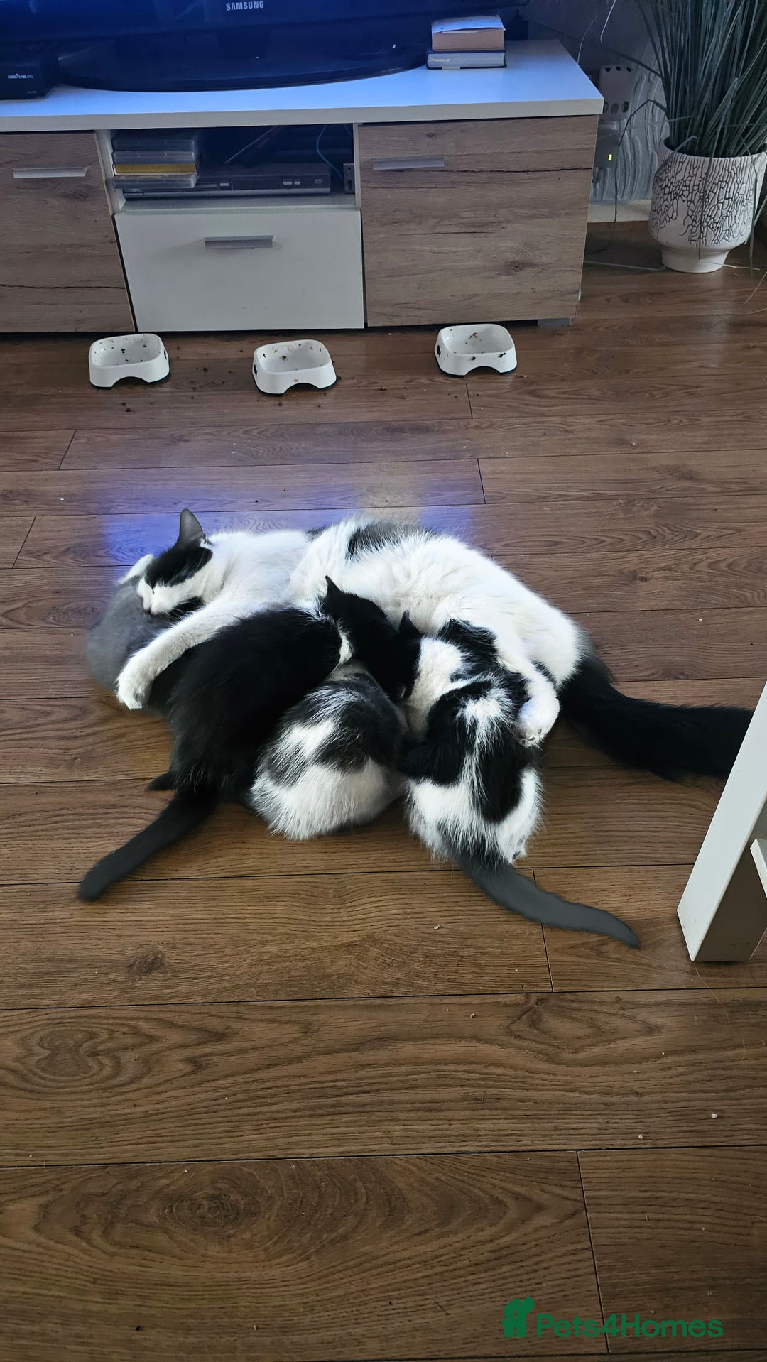 Mixed Breed cats for sale: 4 adorable kittens — 2 boys girls and 2 girls. - Image 16