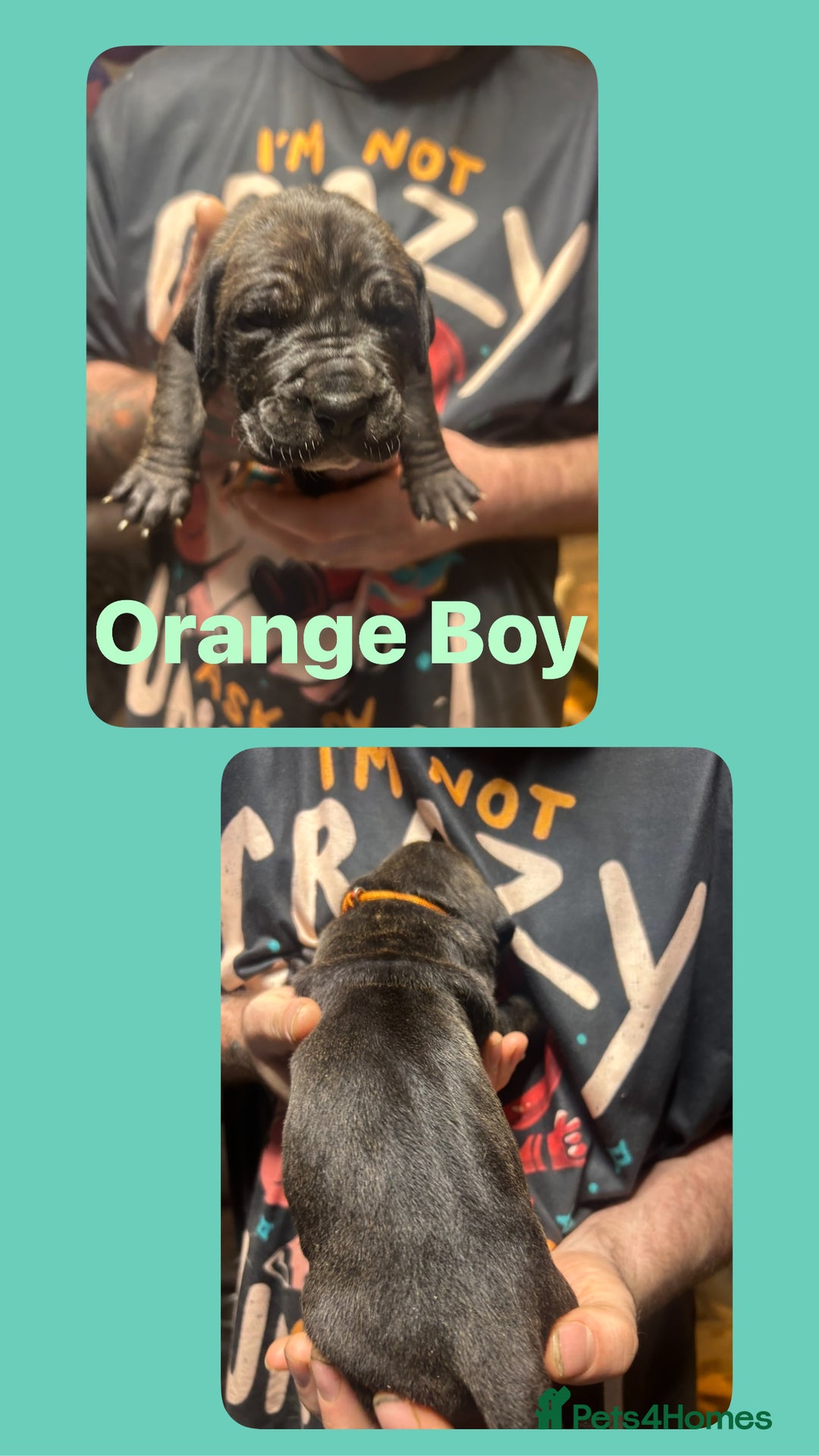 Mixed Breed dogs for sale: Daniff puppies. Great Dane/Mastiff - Advert 8