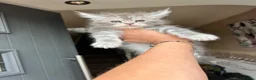 Maine Coon cats for sale: TICA registred Maine coon kittens. Rare colours  - Advert 10