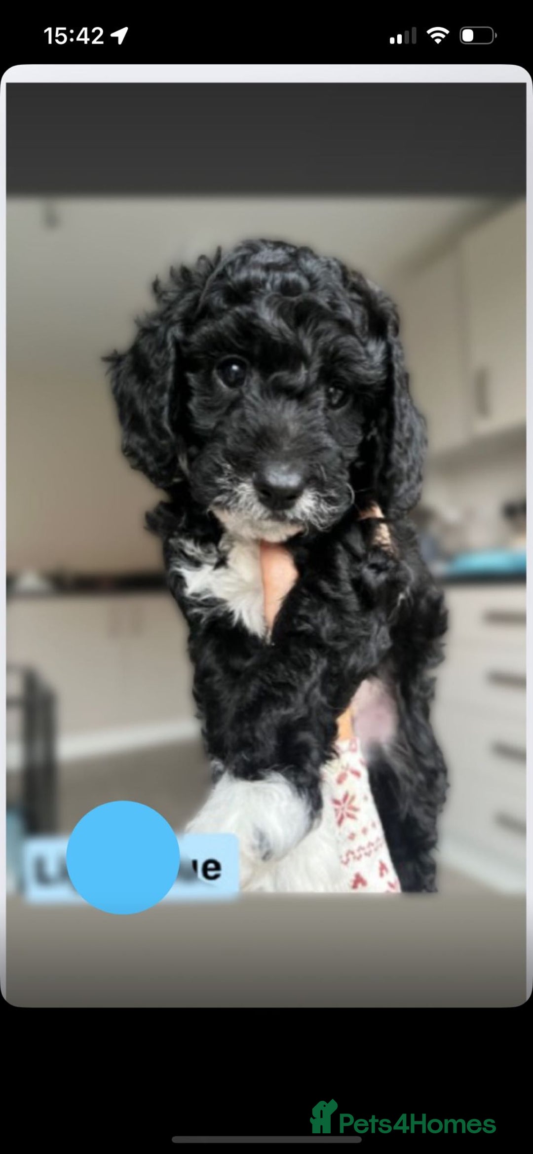 Cockapoo dogs for sale: F1b Cockapoo Puppies Last 3 Available – Ready Now. - Advert 4