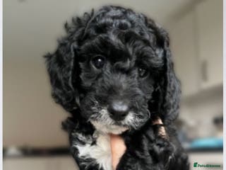 Cockapoo dogs F1b Cockapoo Puppies 5 pups available 6 weeks old. - Advert 2