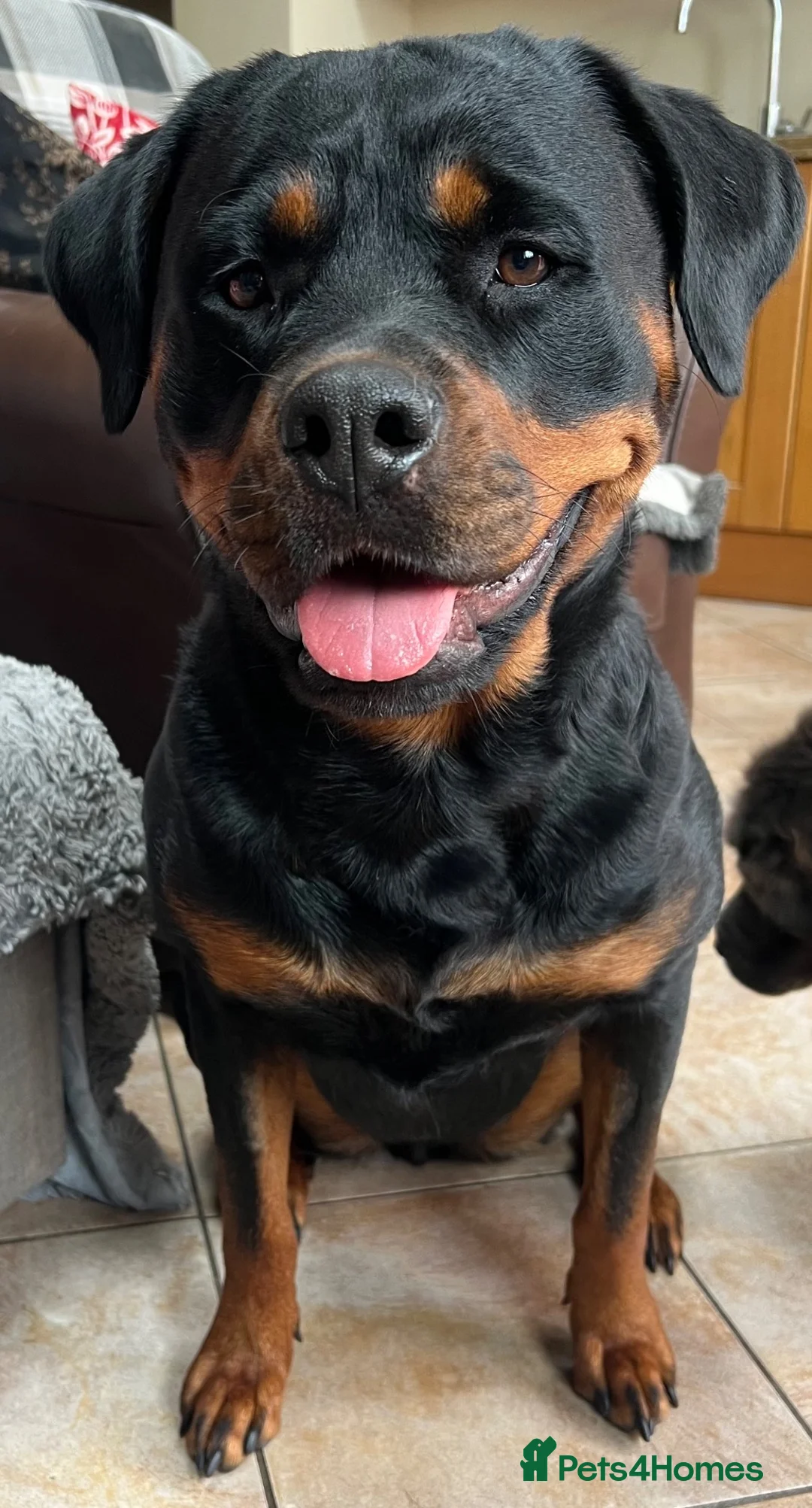 Rottweiler dogs for sale: Health tested Rottweiler puppy’s for sale  - Advert 1
