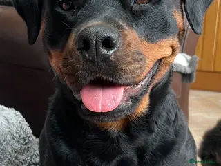 Rottweiler dogs Health tested Rottweiler puppy’s for sale - Advert 1