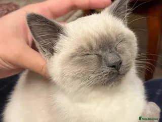 Mixed Breed cats Rare mix breed Kitten Ragdoll X BSH - Advert 1