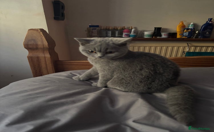British Shorthair cats - Advert 10