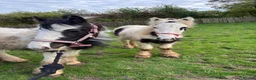 Irish Cob horses for sale: Two cob colts available together or separately  - Advert 3