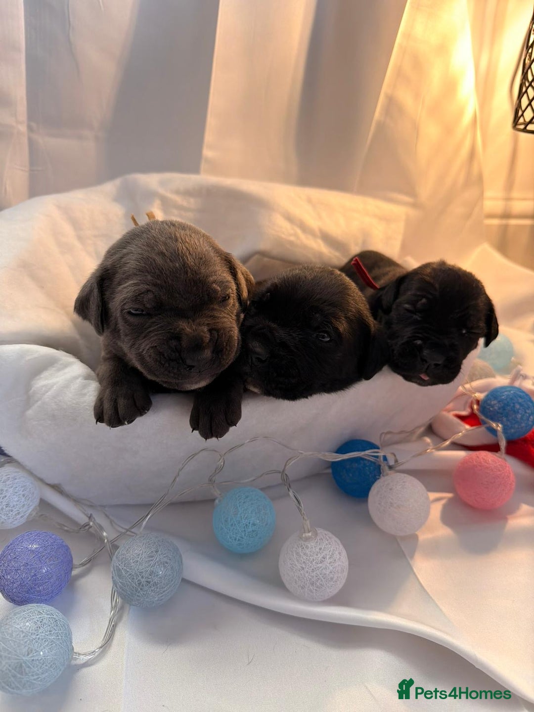 Cane Corso dogs for sale: Pure Cane Corso’s 🐶 - Advert 12