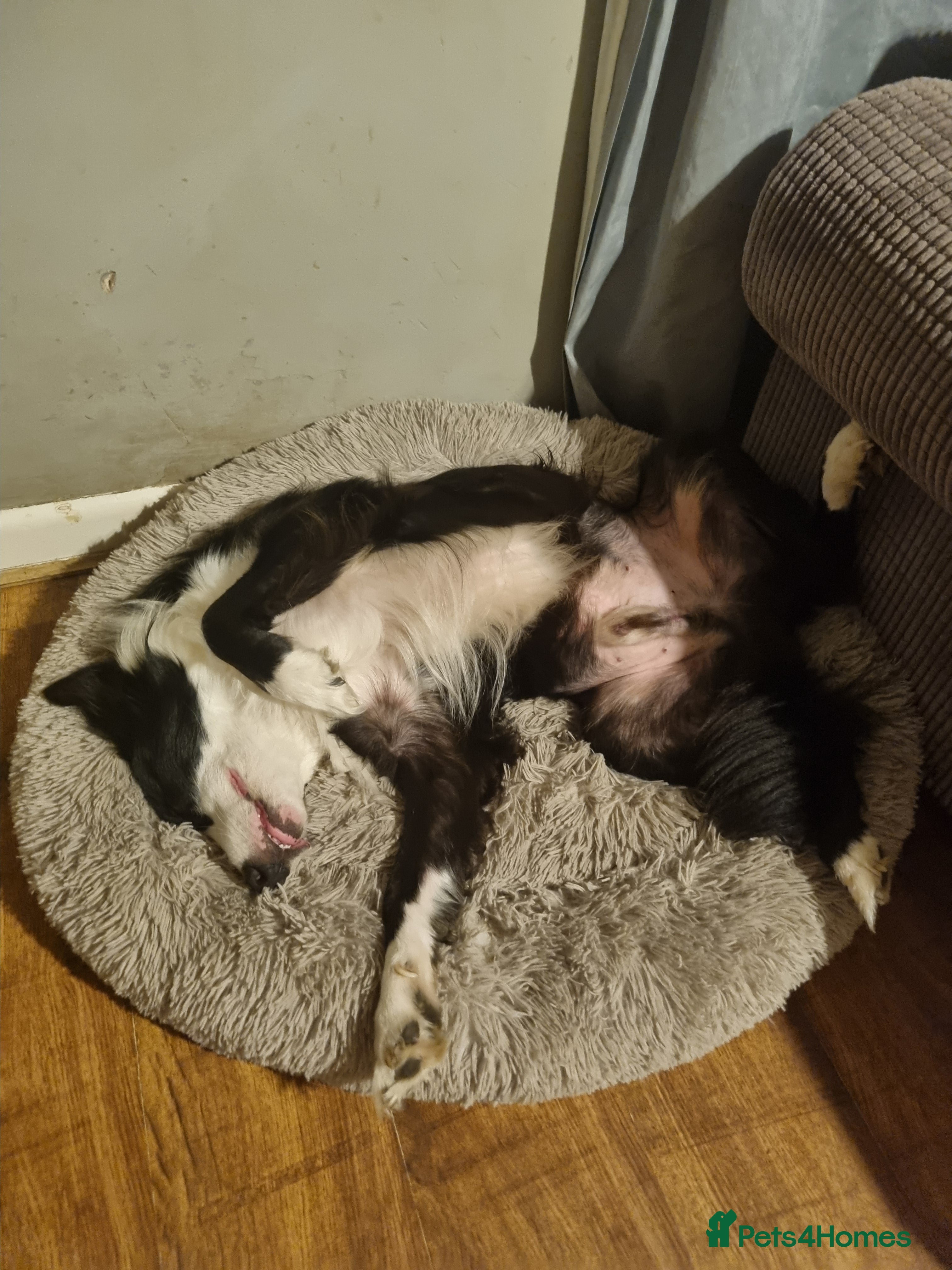 Border Collie dogs Charlie - Advert 2