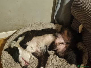 Border Collie dogs Charlie - Advert 2