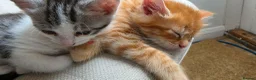 Mixed Breed cats for sale: Maine coon kittens available in Peterborough - Advert 6