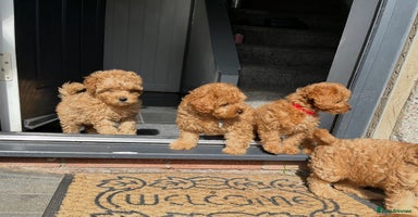 Cavapoo dogs - Advert 2